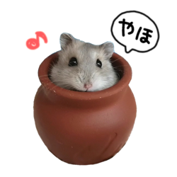 ジャンガリアンハムスターのつむちゃん Lineスタンプ広場 ジャンガリアンハムスターのつむちゃん Lineスタンプ広場